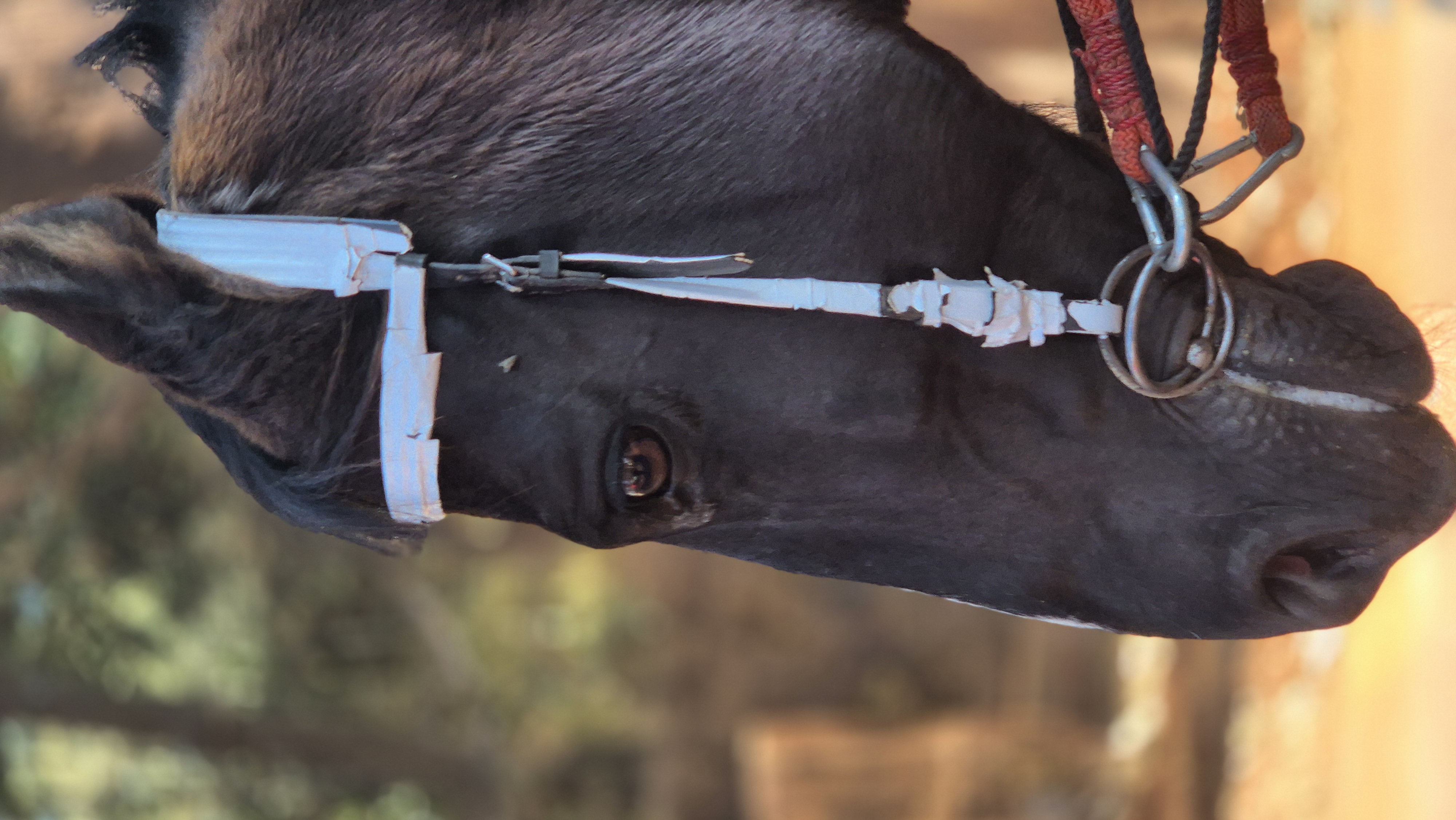 Panchgani Mahabaleshwar - 013